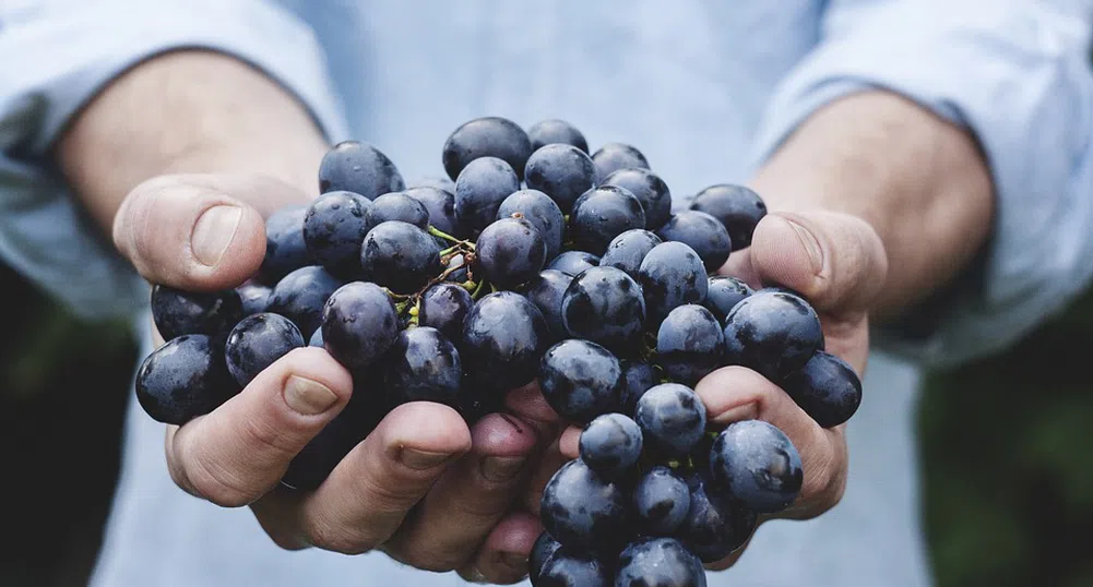Невиждан интерес към покупката на грозде в страната