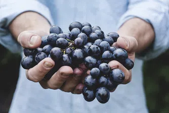 Невиждан интерес към покупката на грозде в страната