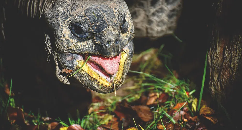 Откриха гигантска костенурка, смятана за изчезнал вид