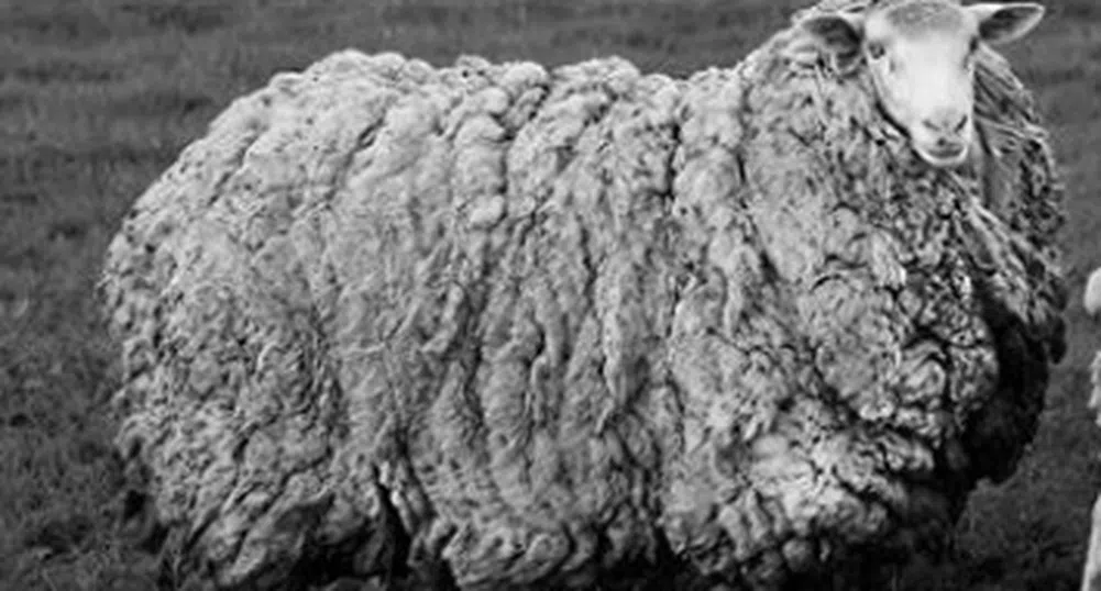 Тасманийска овца се завърна у дома след седем години скитане