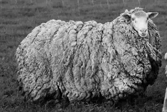 Тасманийска овца се завърна у дома след седем години скитане