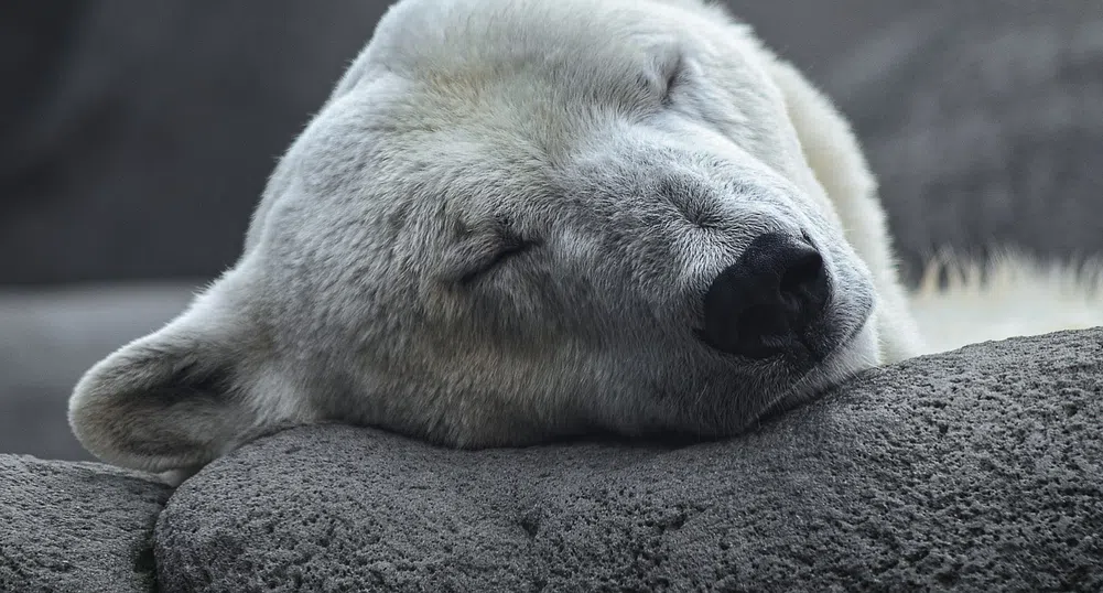 Климатичните промени разнообразяват менюто на полярните мечки