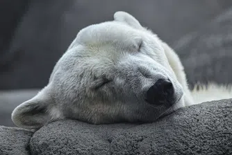 Климатичните промени разнообразяват менюто на полярните мечки