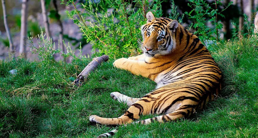 Заловиха издирван от 20 години бракониер, убил десетки бенгалски тигри