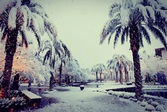 Сняг покри палмите в Лас Вегас - втори път за седмица (снимки)
