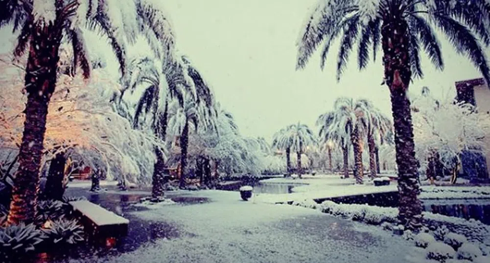 Сняг покри палмите в Лас Вегас - втори път за седмица (снимки)