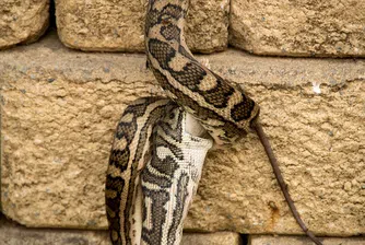 Мъж, живеещ с над 100 змии, почина от ухапване от змия