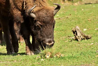 Европейските бизони се завръщат в горите за първи път от 6000 години