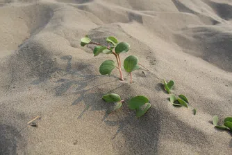 Свършва ли пясъкът в света и защо това е тревожно?