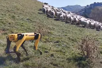 Кучетата-роботи вече могат да пасат овце