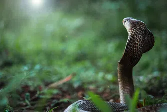 Индиец ухапа смъртоносна кобра и я уби