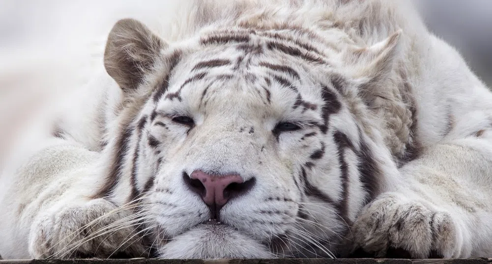 Бял бенгалски тигър за първи път се роди в Никарагуа (видео)
