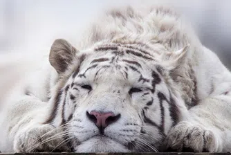 Бял бенгалски тигър за първи път се роди в Никарагуа (видео)