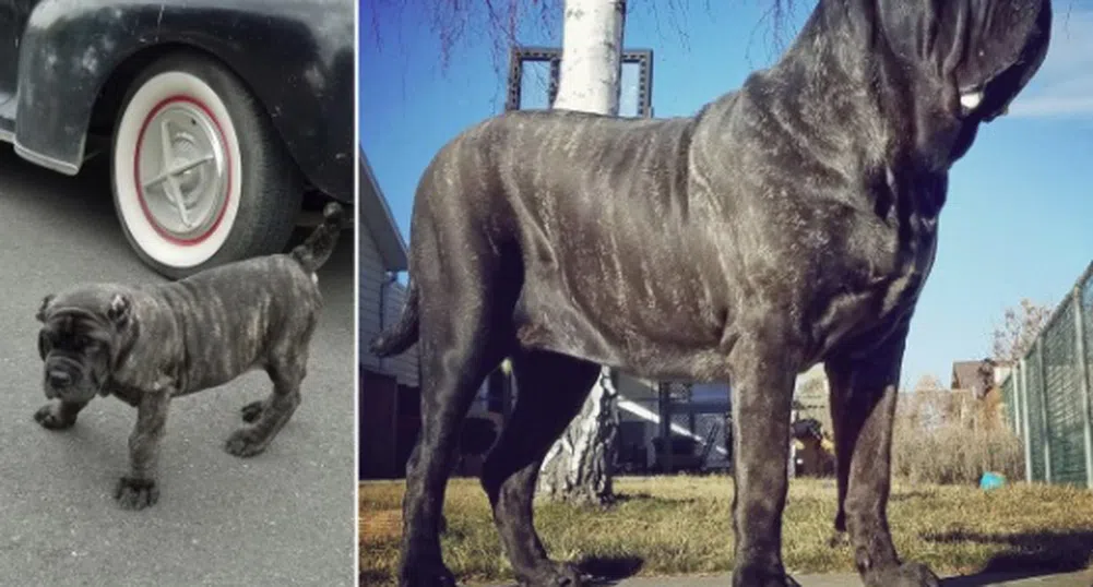На 9 месеца Ефрат тежи 80 кг и е най-голямото кученце в света