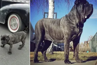 На 9 месеца Ефрат тежи 80 кг и е най-голямото кученце в света