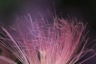 Тайната на най-рядката коприна в света