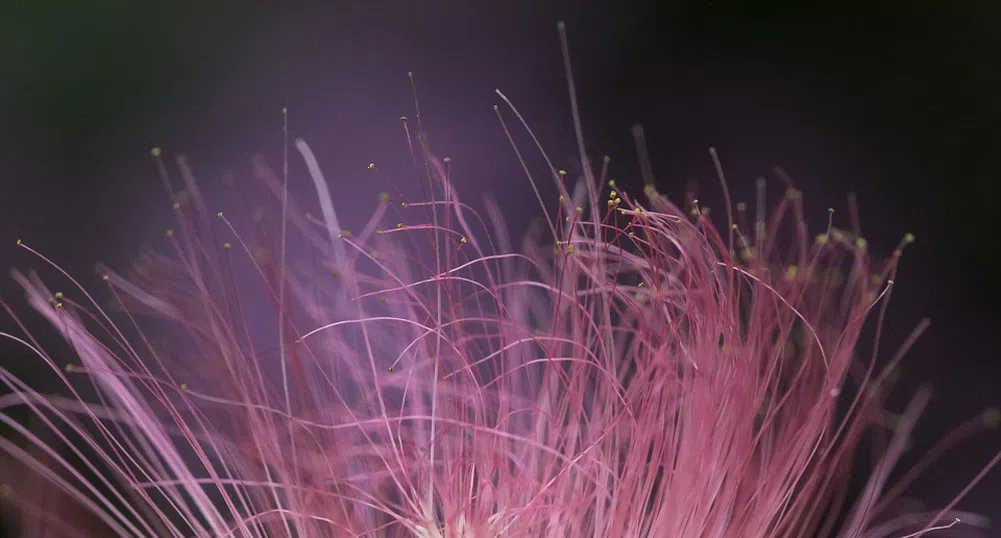 Тайната на най-рядката коприна в света