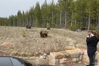 Съдят жена, приближила се до мечка и малките ѝ