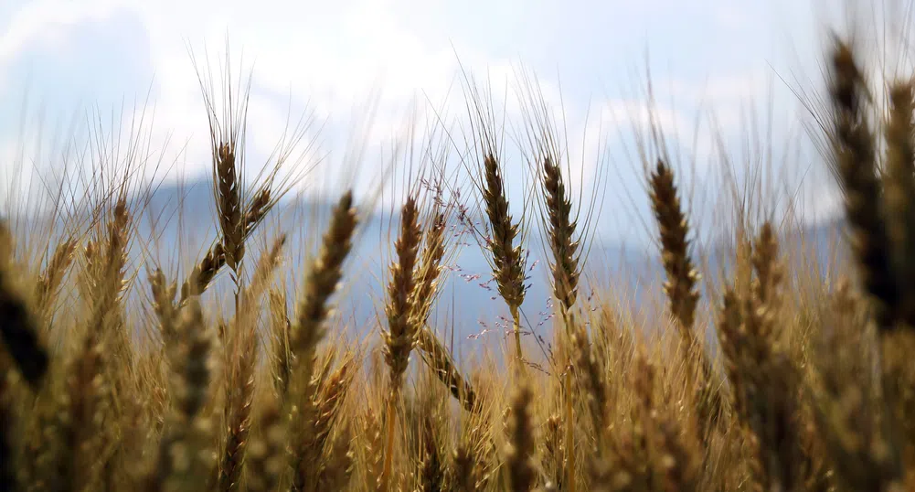 Глобалните запаси от пшеница - на рекордни нива