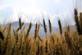 Глобалните запаси от пшеница - на рекордни нива