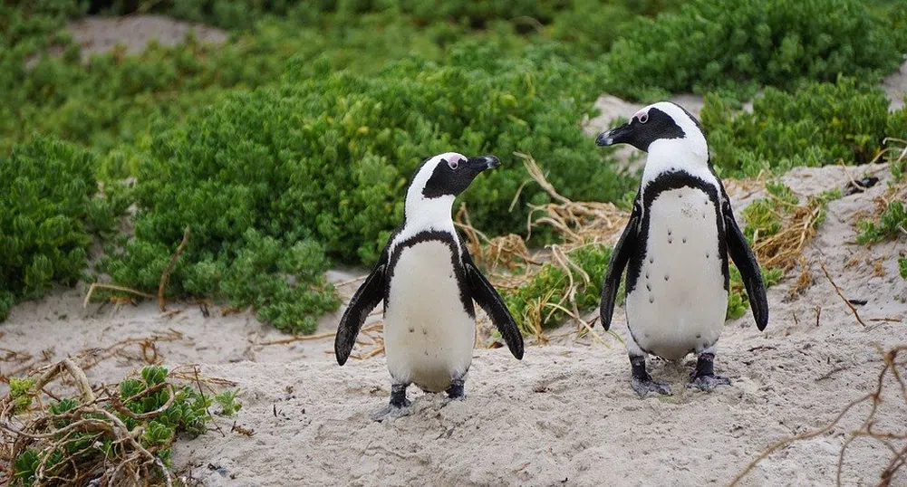Рядък бял пингвин откриха на островите Галапагос (снимки)
