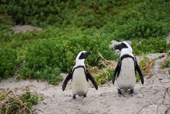 Рядък бял пингвин откриха на островите Галапагос (снимки)