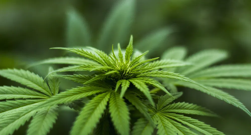 Канадска компания очаква легализация на марихуаната в САЩ до две години