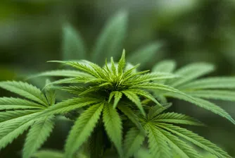 Канадска компания очаква легализация на марихуаната в САЩ до две години