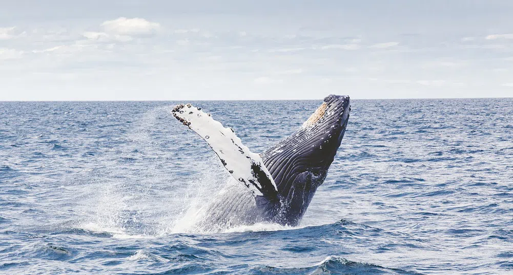 Какво е да те глътне и изплюе кит? (видео)