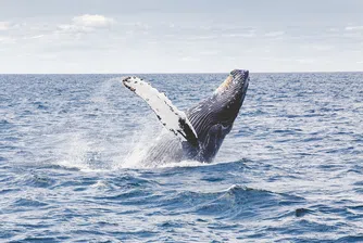Какво е да те глътне и изплюе кит? (видео)