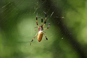Гигантски паяци превземат Съединените щати