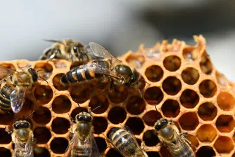 Пчелите мутанти, които могат да се клонират до безкрайност