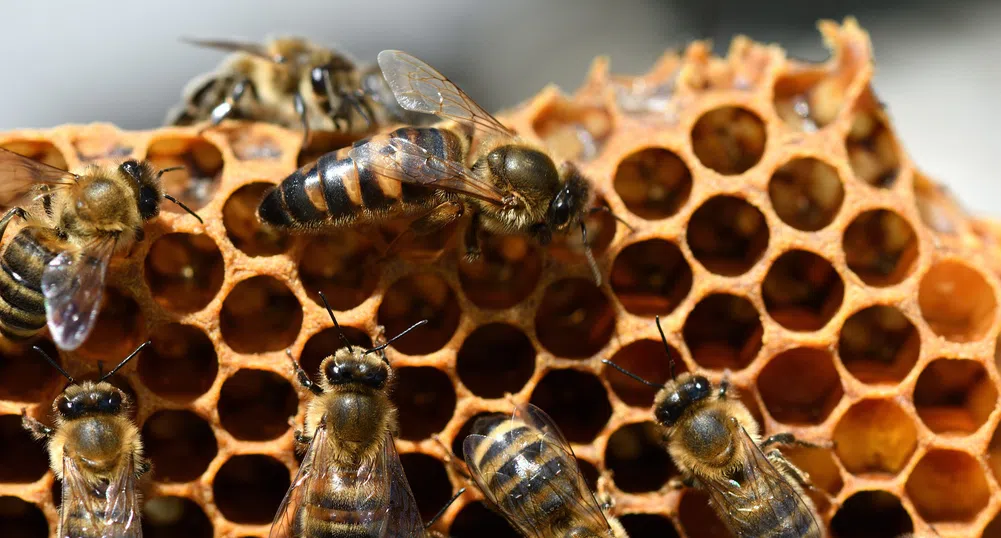 Пчелите мутанти, които могат да се клонират до безкрайност