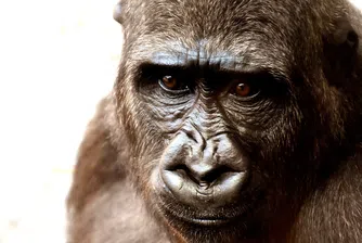 Видео с горили, изненадани от змия, събра милиони гледания в TikTok (видео)
