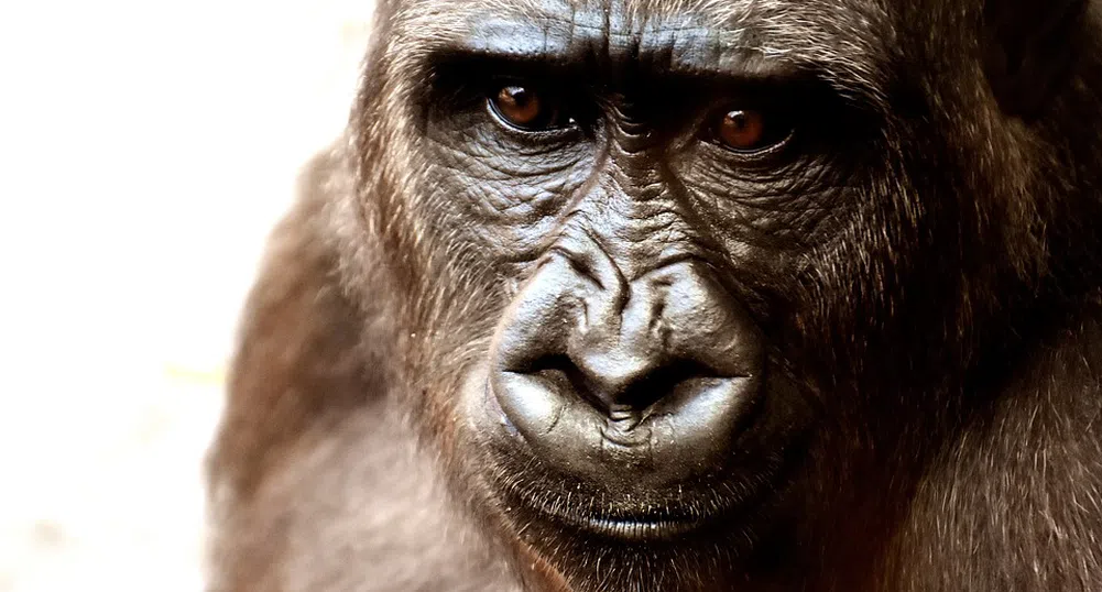 Видео с горили, изненадани от змия, събра милиони гледания в TikTok (видео)
