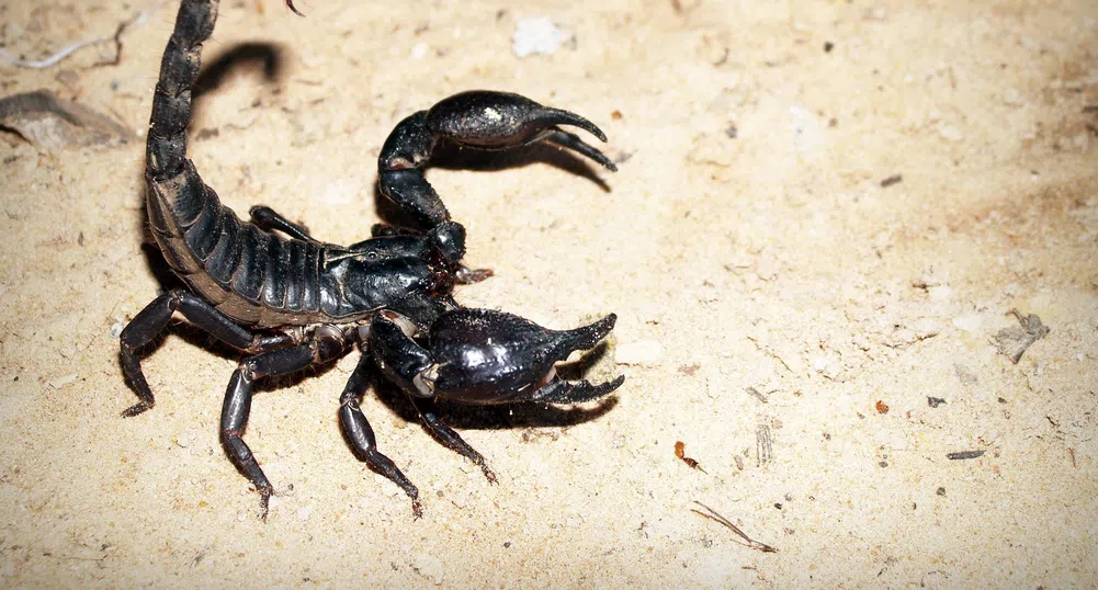 Двуметрови морски скорпиони тероризирали Земята преди векове