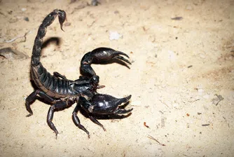 Двуметрови морски скорпиони тероризирали Земята преди векове