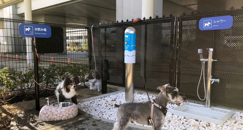 Летището, на което има специална тоалетна за кучета