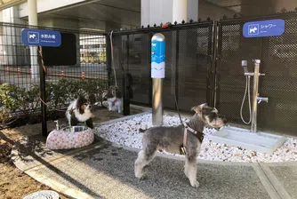 Летището, на което има специална тоалетна за кучета