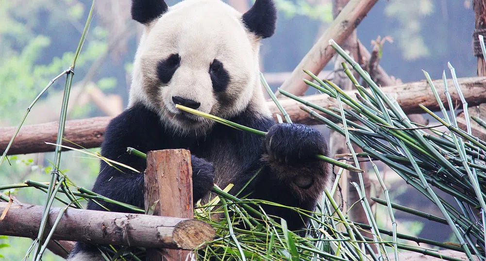 Интересни факти за пандите по повод международния им ден