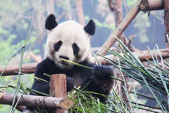 Интересни факти за пандите по повод международния им ден