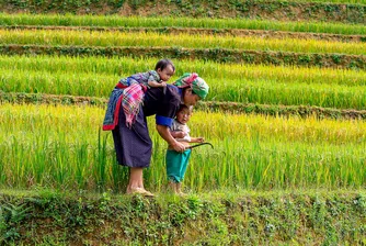 Туристически пакет до С. Корея включва работа в оризовите полета