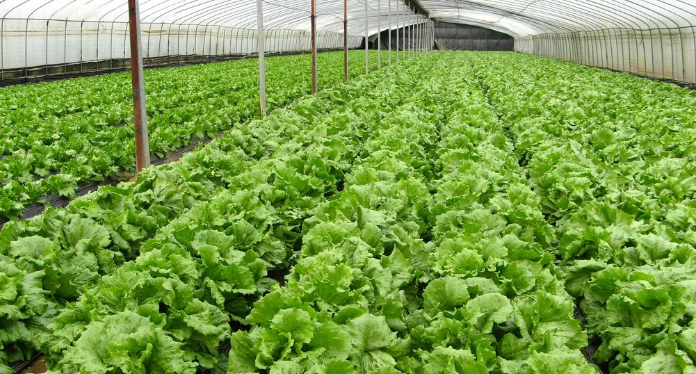Зеленчукопроизводителите ще получат кредити за 30 млн. лв.