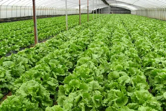 Зеленчукопроизводителите ще получат кредити за 30 млн. лв.