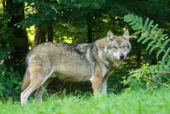 Играещите с вълци: В Нидерландия ще гонят хищниците с пейнтбол