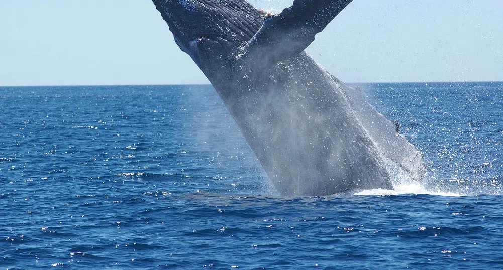 Учени обясниха как китовете са станали толкова големи