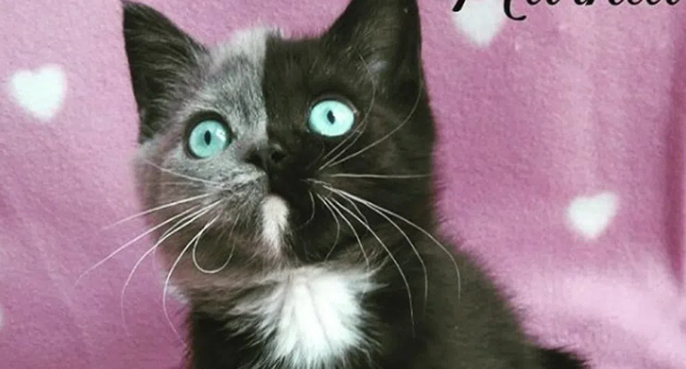 Запознайте се с Нарния - най-необикновената котка в света