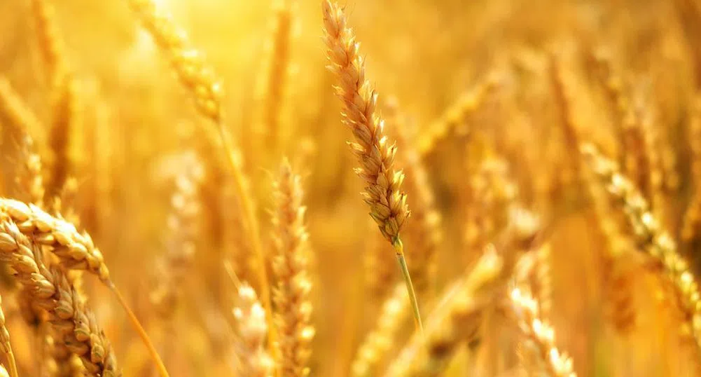 Климатичните промени могат да намалят добива на пшеница