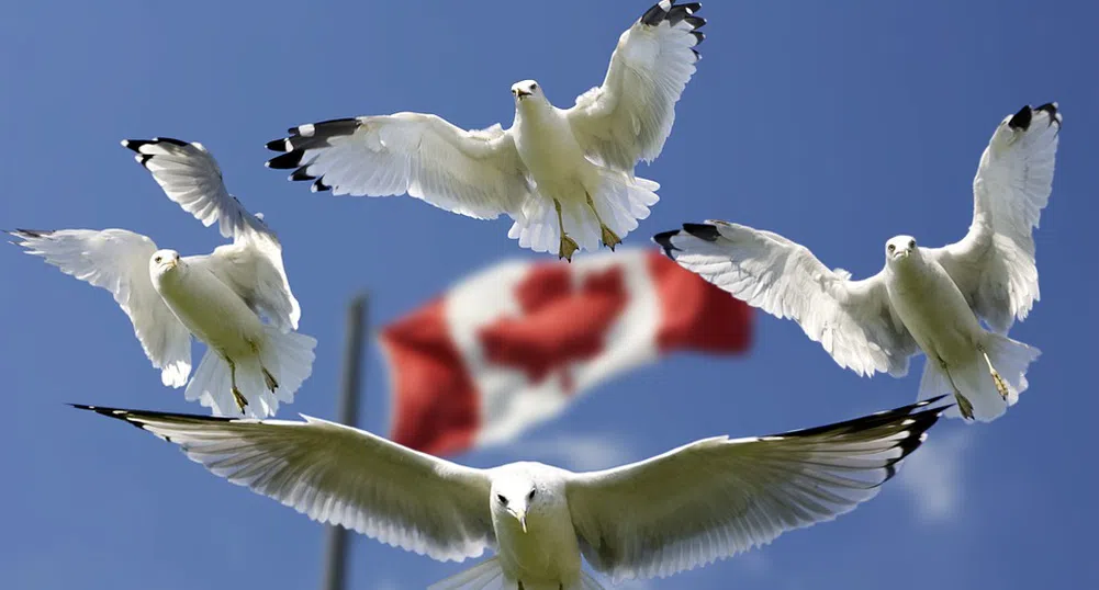 11 умопомрачителни факти за канадската икономика