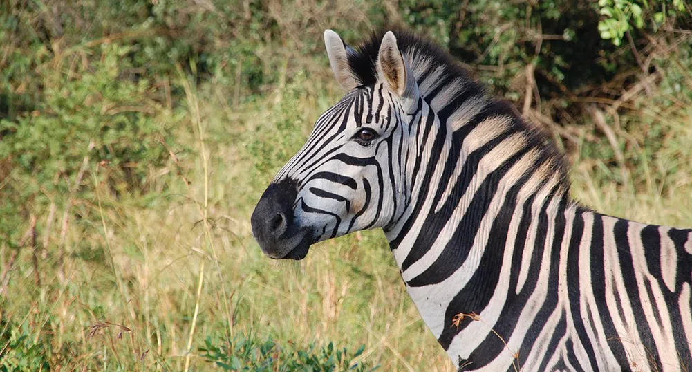 Каква е тайната на черно-бялата окраска на зебрата?